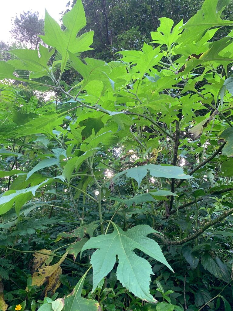 Kembang Bulan (Tithonia diversifolia)