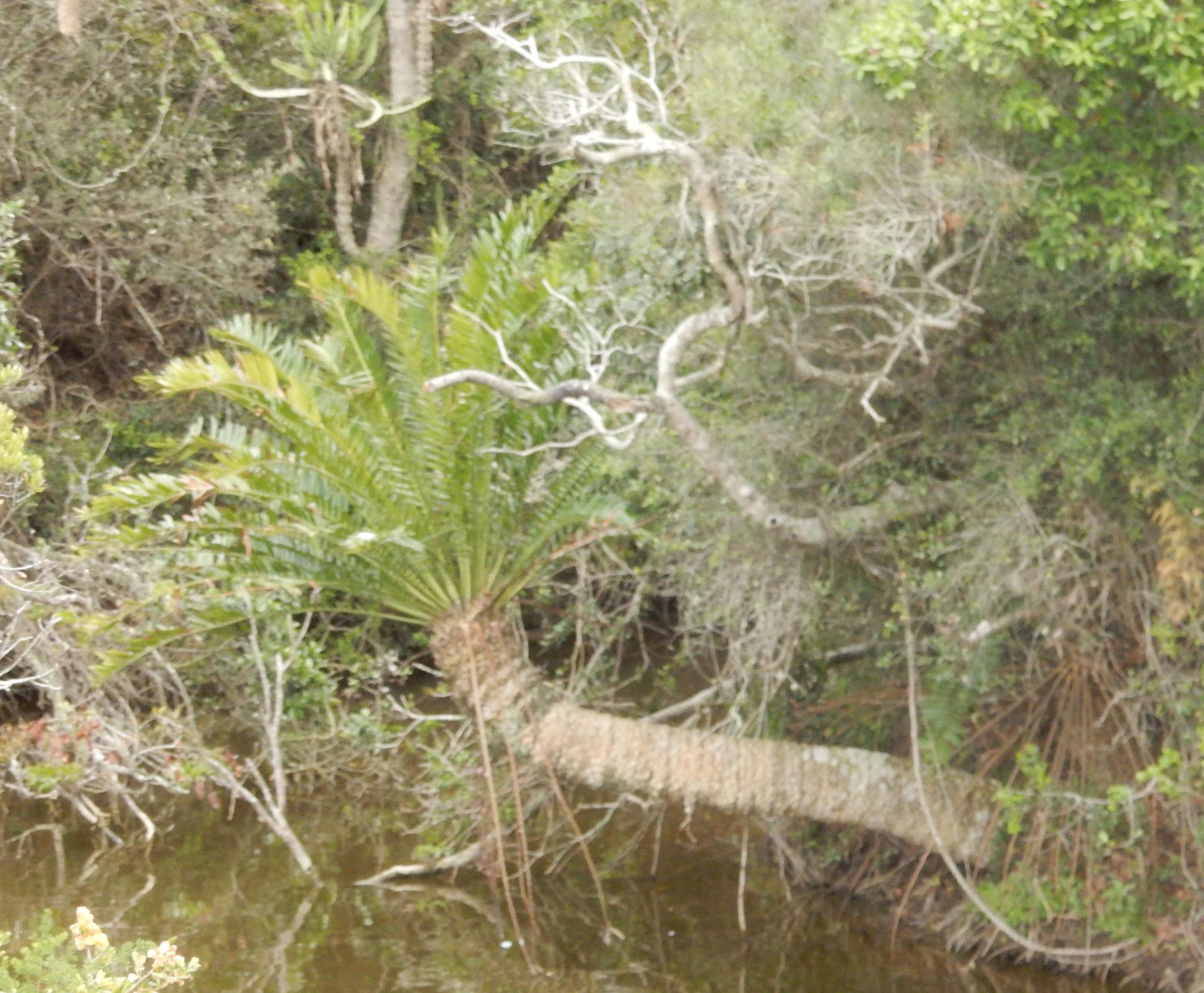 Eastern Cape Giant Cycad (Encephalartos altensteinii)