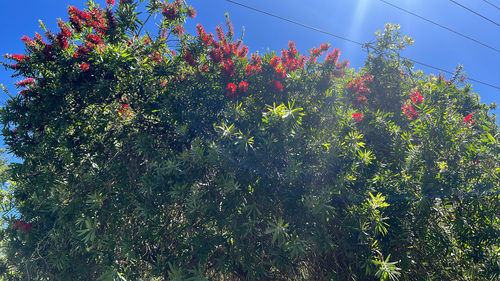 Melaleuca citrina (Melaleuca citrina)