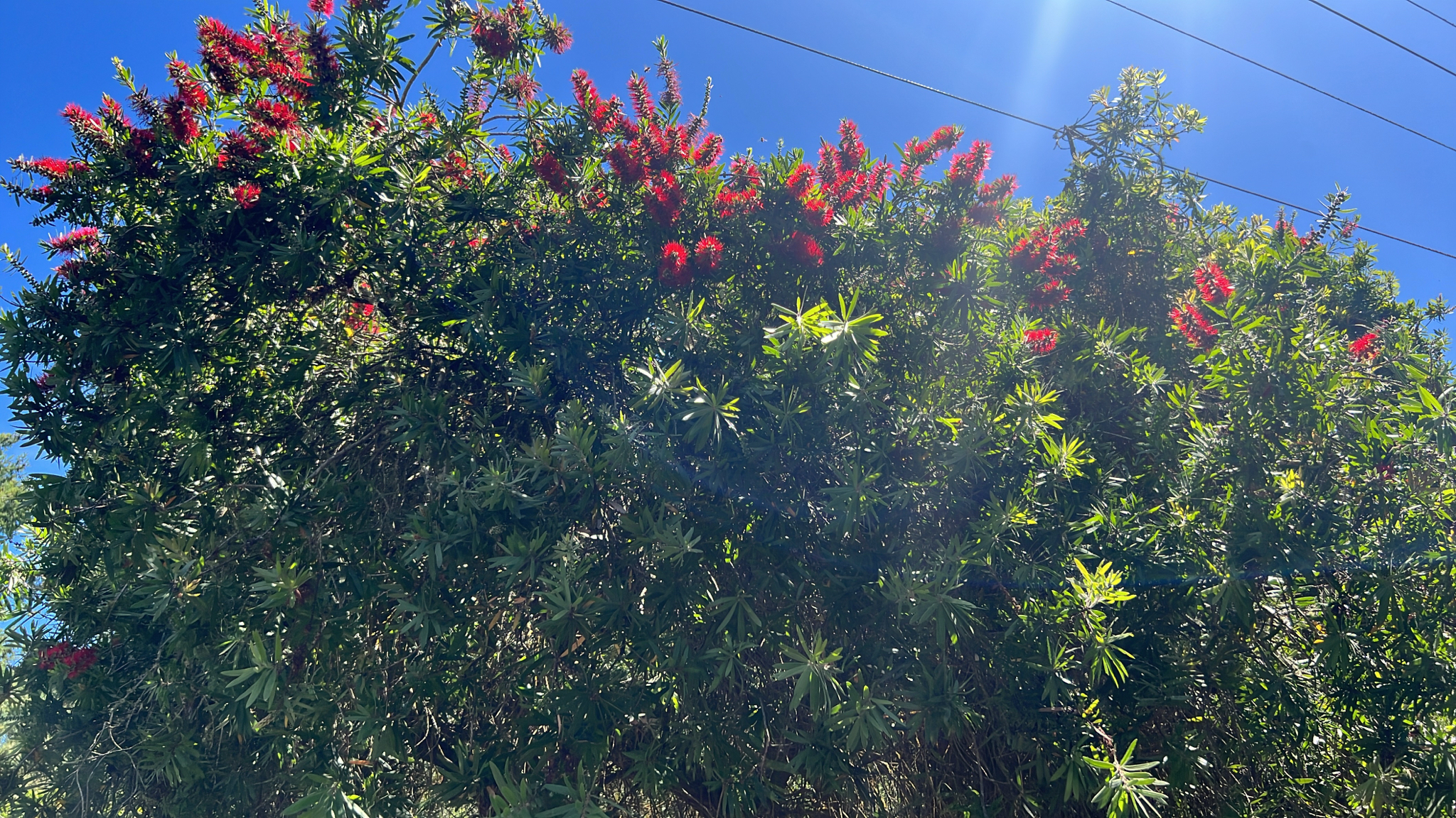 Melaleuca Citrina (Melaleuca citrina)