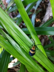 Calopteron reticulatum
