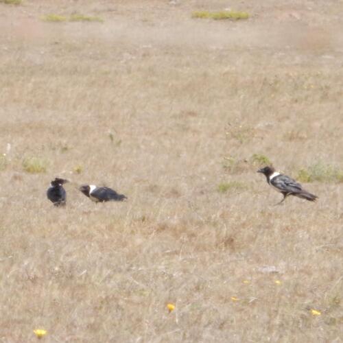 Pied Crow (Corvus albus), photo 4