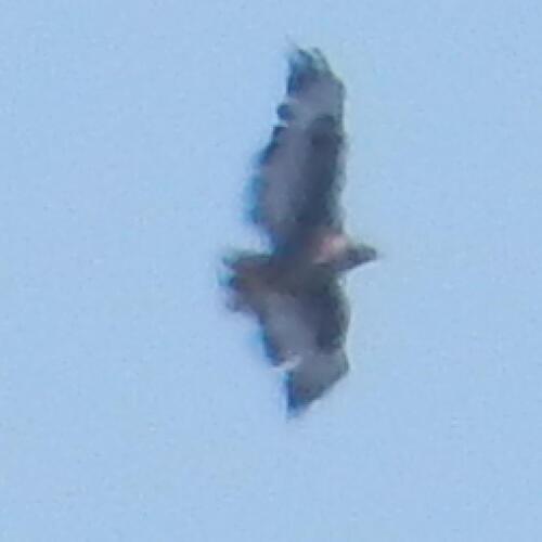 Jackal Buzzard (Buteo rufofuscus), photo 8