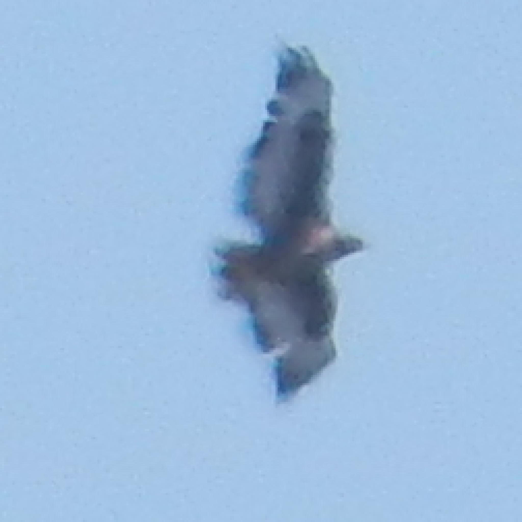 Jackal Buzzard (Buteo rufofuscus), photo 8