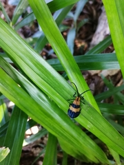 Calopteron reticulatum