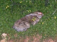 Lepus europaeus creticus