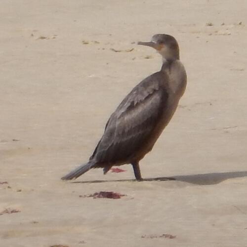 Cape Cormorant (Phalacrocorax capensis), photo 4