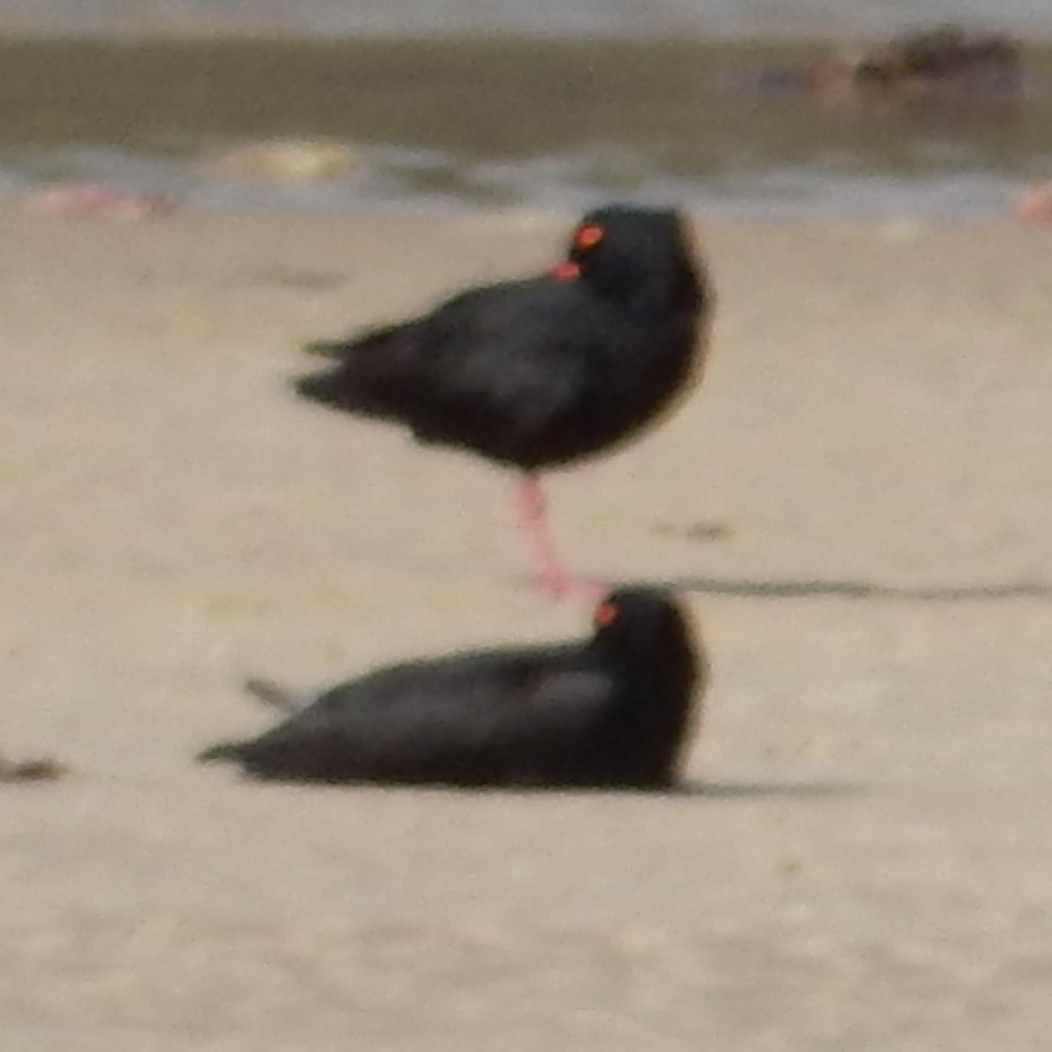 African Oystercatcher (Haematopus moquini), photo 5