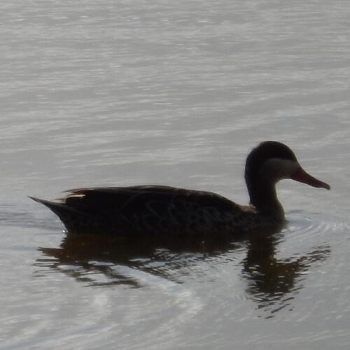 Red-billed Teal (Anas erythrorhyncha), photo 4