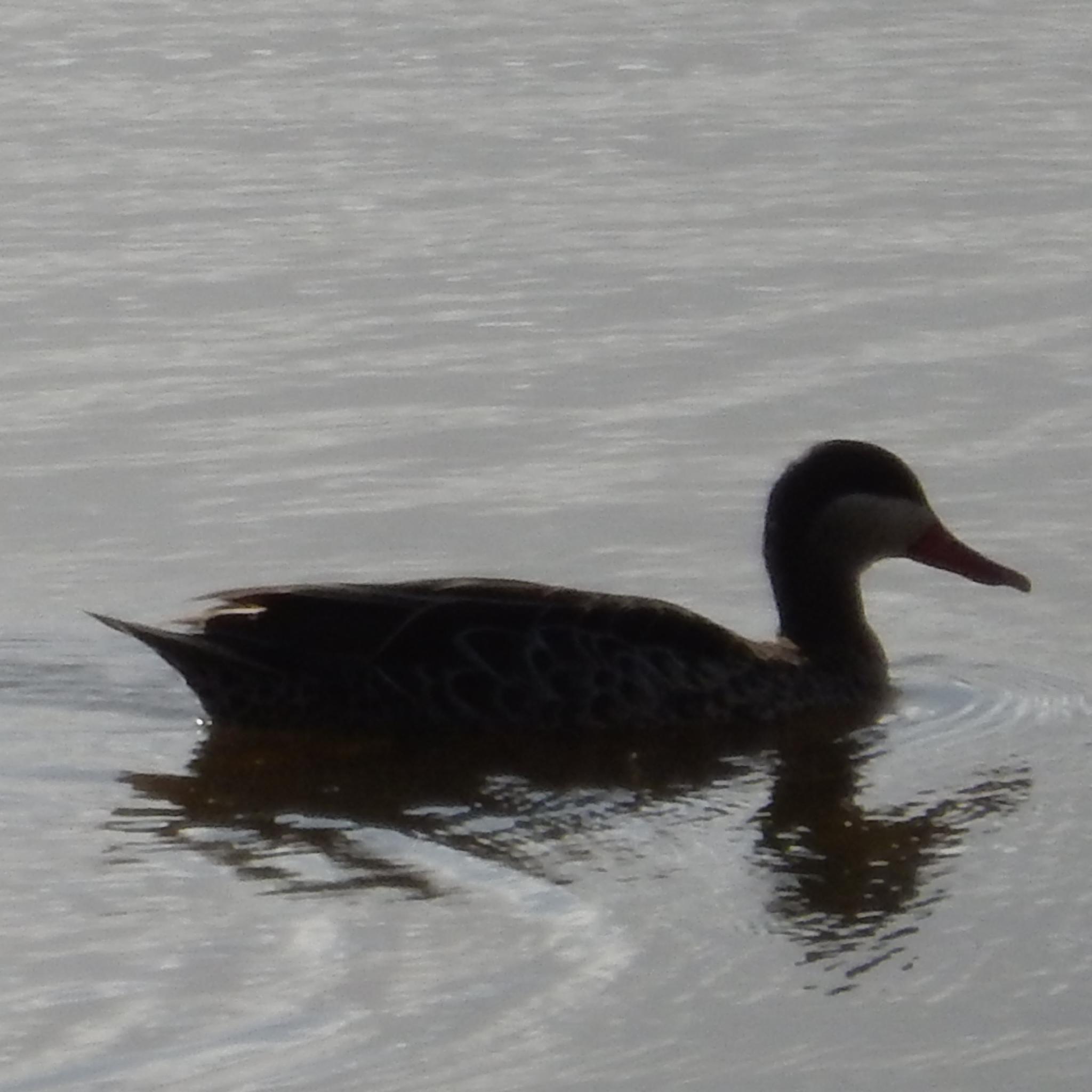 Red-billed Teal (Anas erythrorhyncha), photo 4