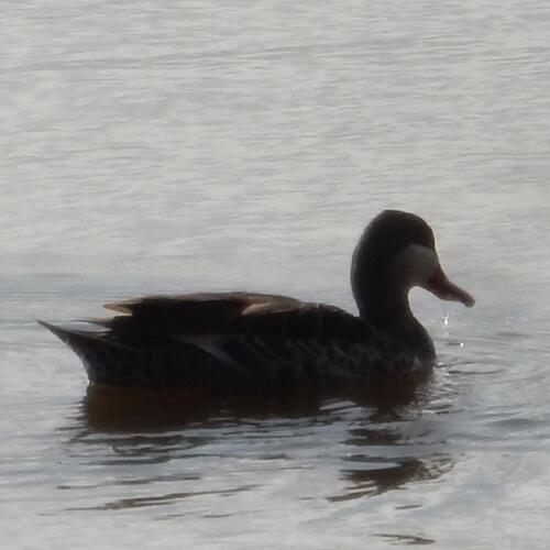 Red-billed Teal (Anas erythrorhyncha), photo 5