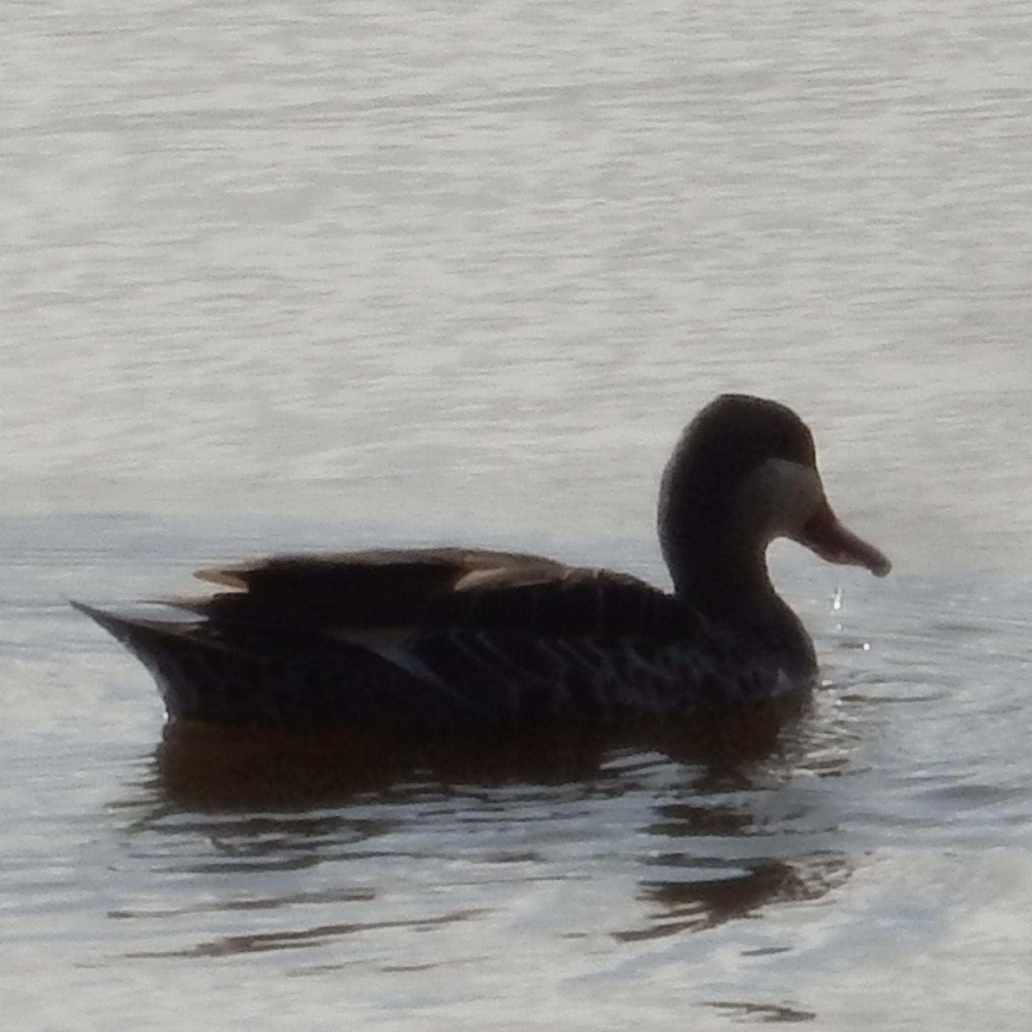 Red-billed Teal (Anas erythrorhyncha), photo 5