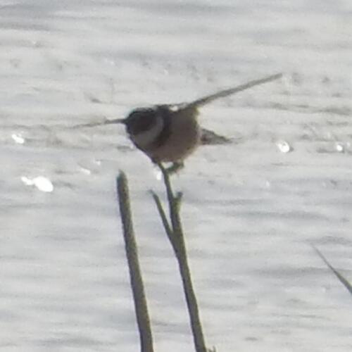 White-throated Swallow (Hirundo albigularis), photo 9