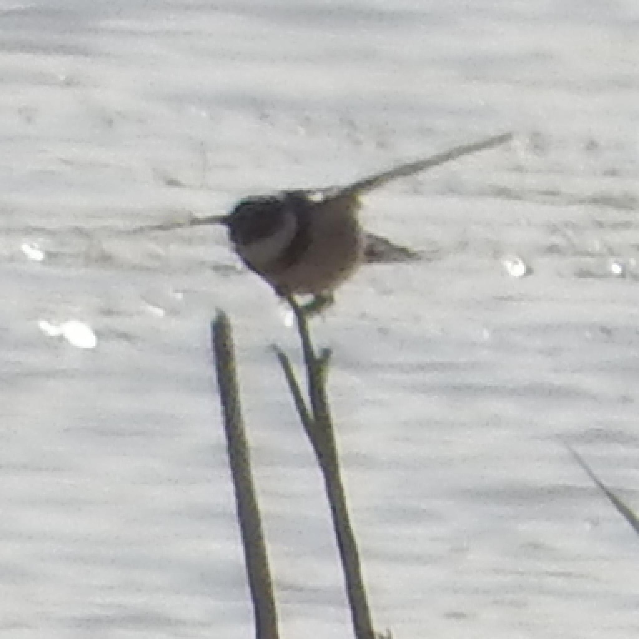 White-throated Swallow (Hirundo albigularis), photo 9