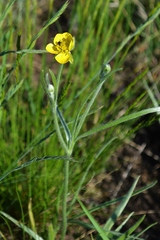 Ranunculus illyricus