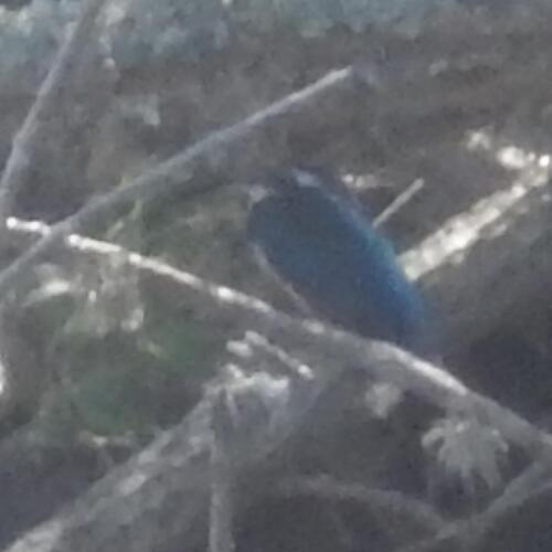 Half-collared Kingfisher (Alcedo semitorquata)