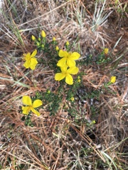 Hypericum microsepalum