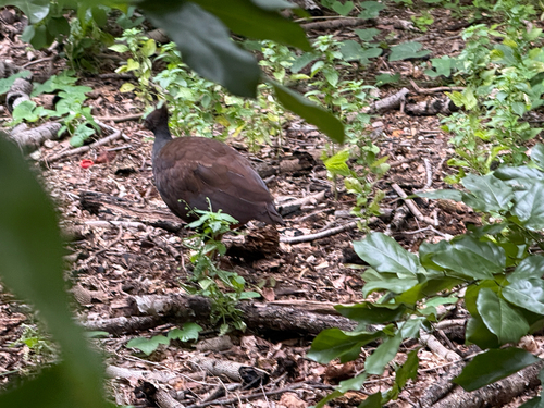 Orange-footed Scrubfowl (Megapodius reinwardt), photo 4