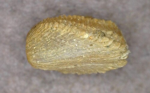 Milneria kelseyi, 2026-01-30