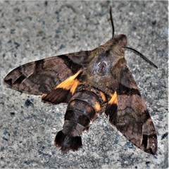 Macroglossum pyrrhosticta