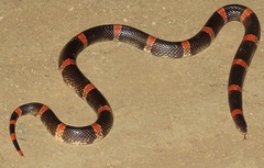 Rhinocheilus antonii