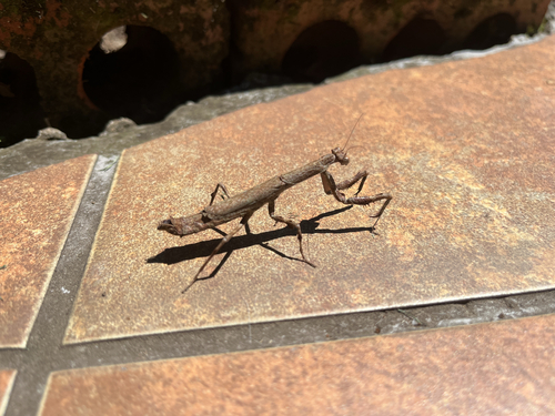 African Stick Mantis