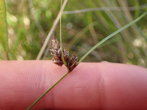 Colenso's Sedge (Carex colensoi)