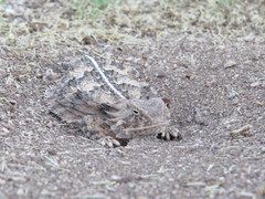 Phrynosoma solare