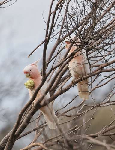 Pink Cockatoo