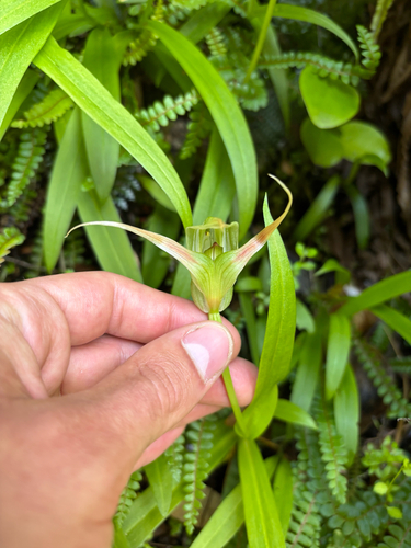 Pterostylis australis observed 2026-02-05