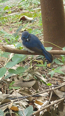 Cyornis hainanus