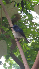 Cyornis hainanus