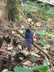 Cyornis hainanus