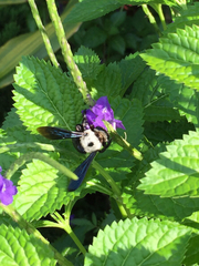 Xylocopa phalothorax