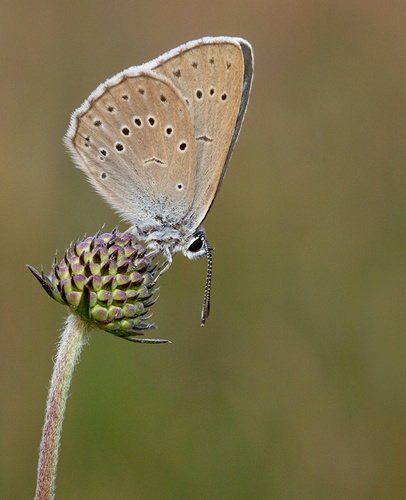 Scarce Large Blue, Noord-Brabant, NL, photo 10 of 10