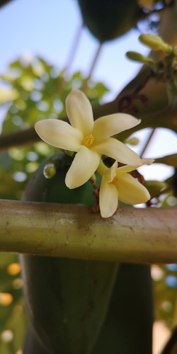 Papaya