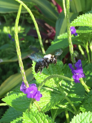 Xylocopa phalothorax