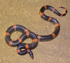 Rhinocheilus antonii