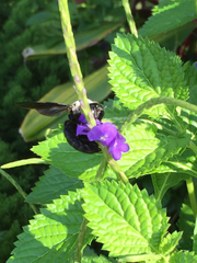 Xylocopa phalothorax