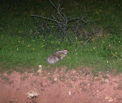 Lepus europaeus creticus