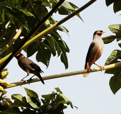 Bank Myna