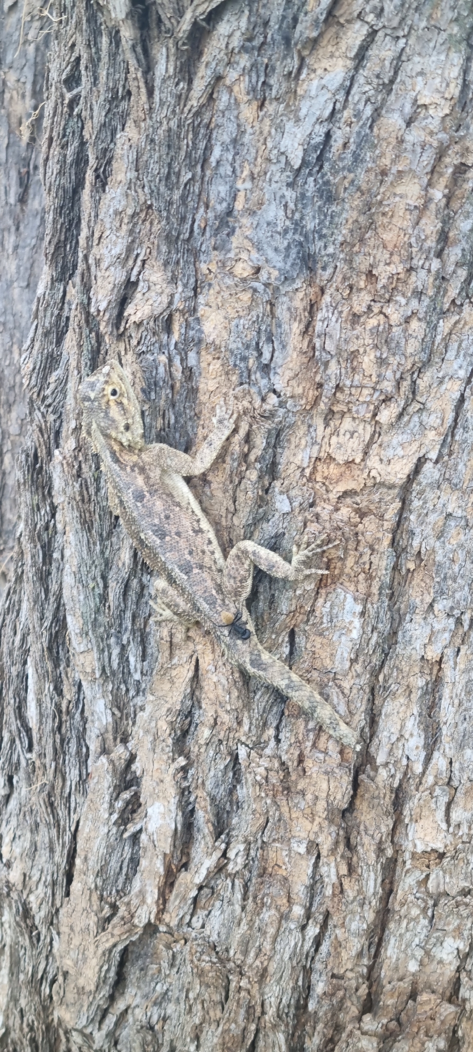 Agama aculeata Merrem, 1820