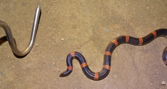 Rhinocheilus antonii