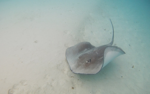 Pink Whipray, photo 9 of 10