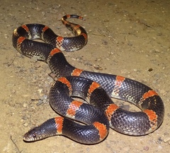 Rhinocheilus antonii