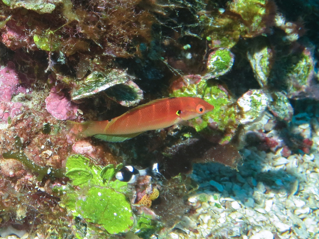 Pale-Barred Coris