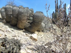 Copiapoa gigantea
