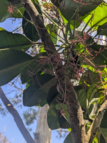 Charpentiera tomentosa observed 2026-02-03