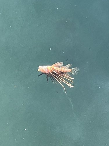 Pterois miles