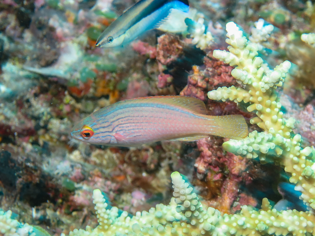 Bluelined Wrasse